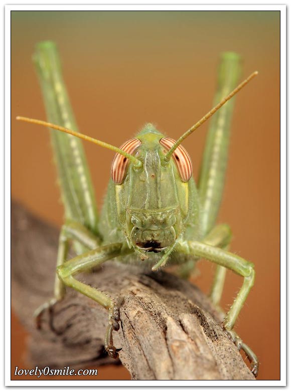 صور عالية الدقة لبعض الحشرات ج1