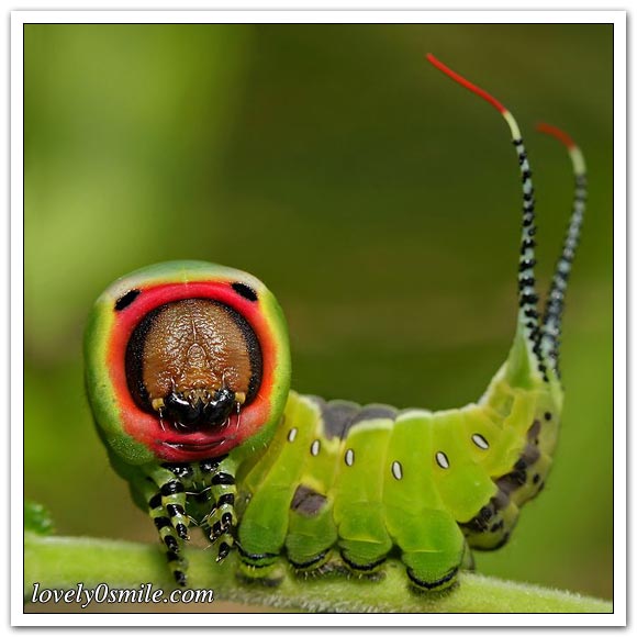 صور عالية الدقة لبعض الحشرات ج1
