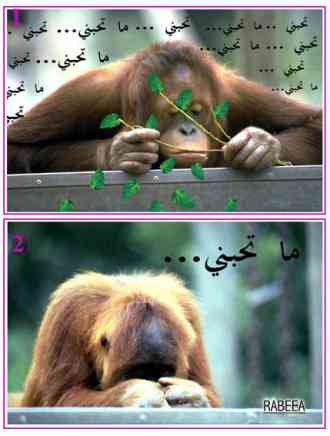 المجموعة رقم  204
