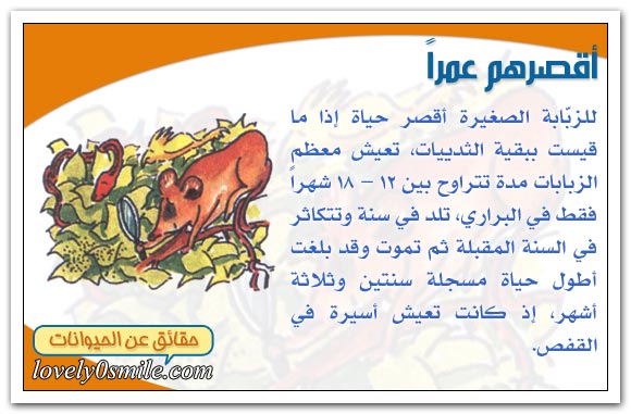 حياة الثديات