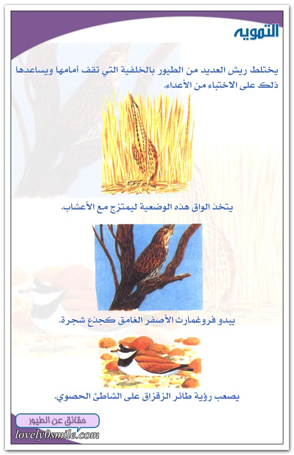 الريش