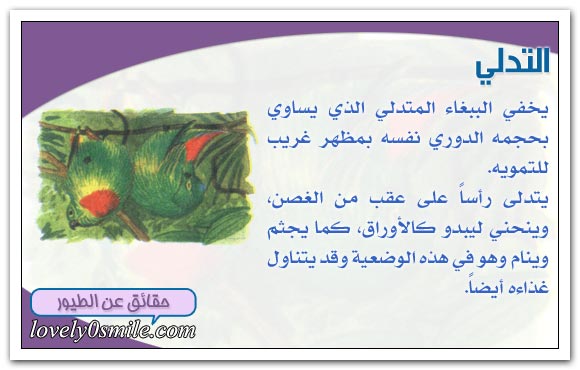 ���� ������ ����������