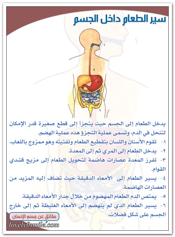 عملية الهضم داخل الإنســان