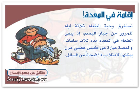 عملية الهضم داخل الإنســان