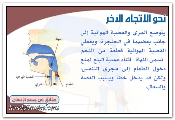 عملية الهضم داخل الإنســان