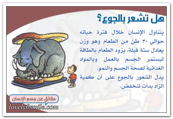 عملية الهضم داخل الإنســان