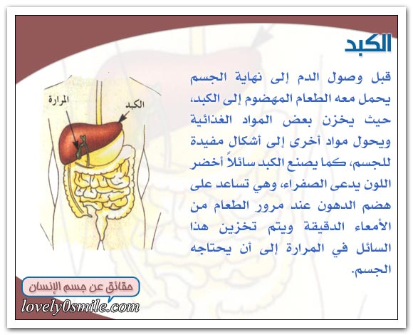 عملية الهضم داخل الإنســان