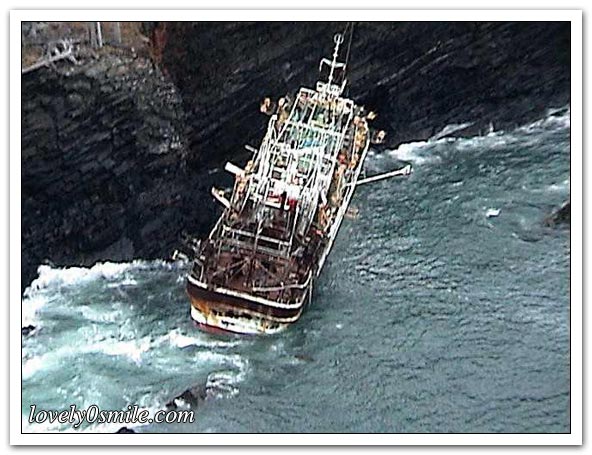 سفن وغواصات وإنقاذ دلفينين - صور
