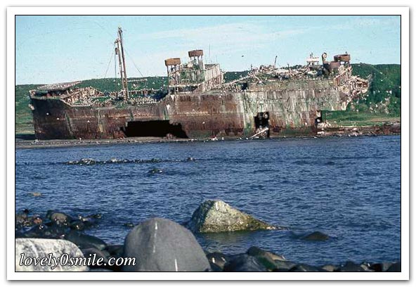 سفن وغواصات وإنقاذ دلفينين - صور