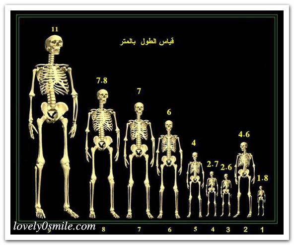 العمالقة عبر التاريخ - صور