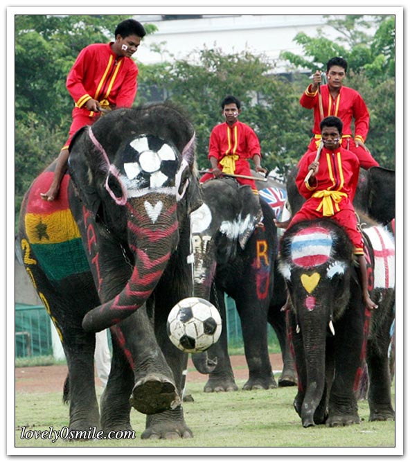 الفيلة تلعب كرة القدم - صور