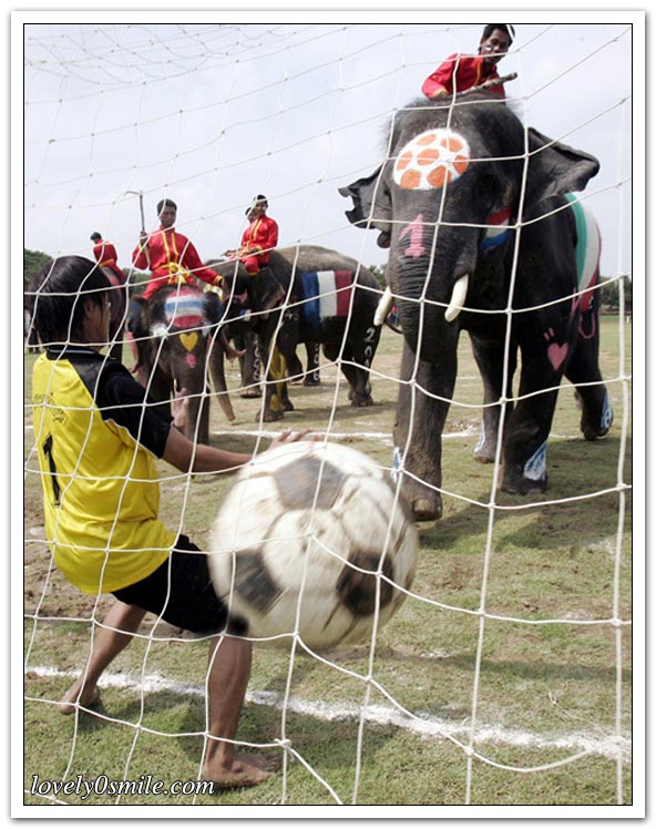 الفيلة تلعب كرة القدم - صور