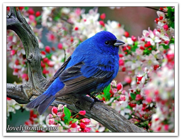 صور منوعة 68