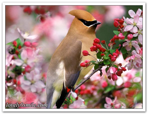 صور منوعة 68