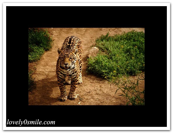 صور منوعة 68