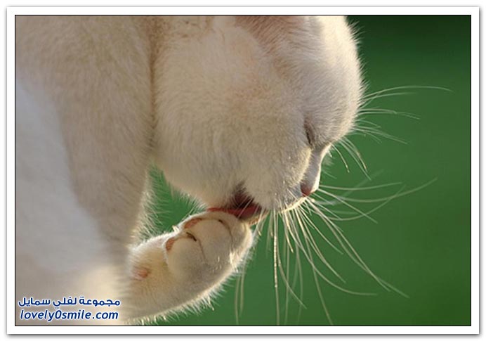 صور منوعة 91