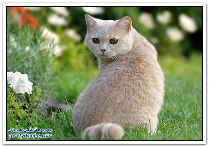 صور منوعة 91