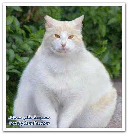 صور منوعة 91