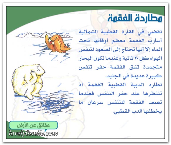 القطبان