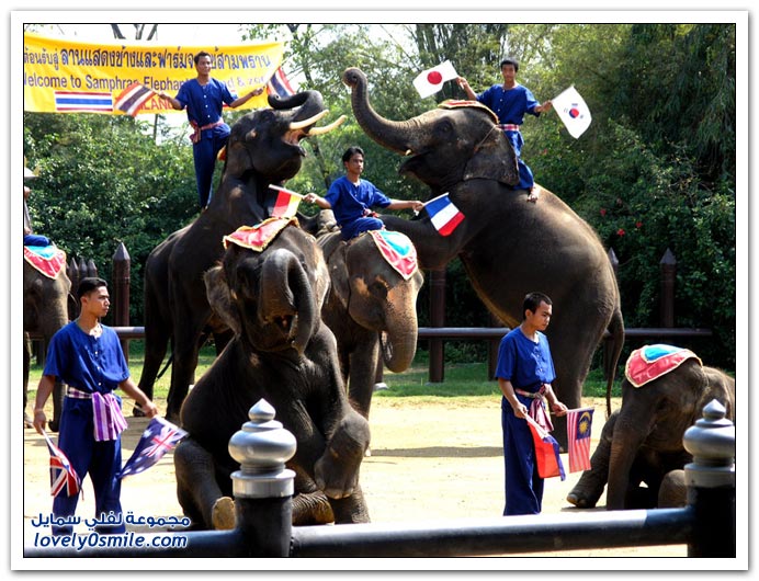 مملكة تايلاند معلومات وصور ج1