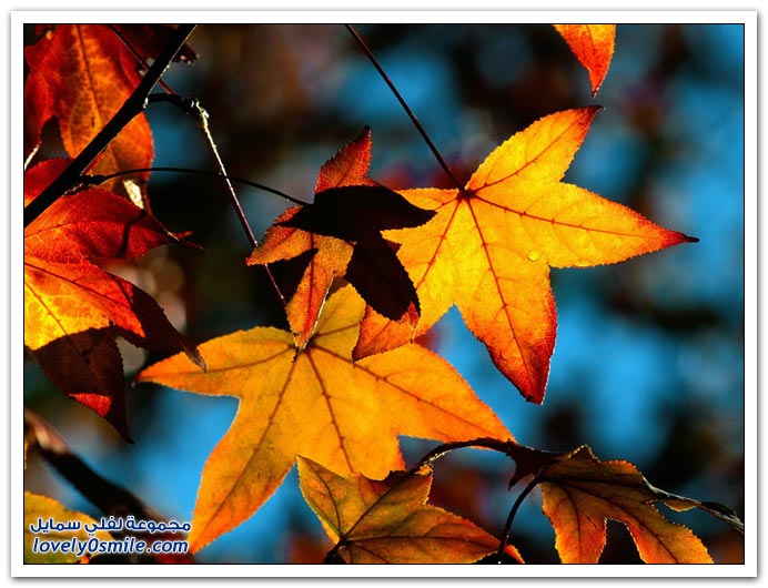 صور منوعة 119