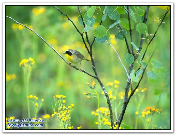 صور منوعة 119