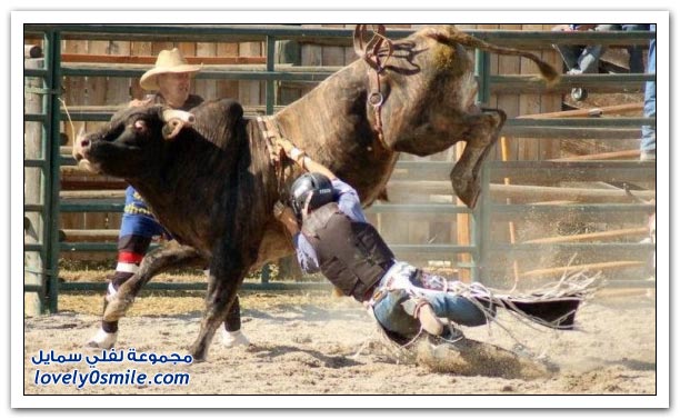 صور مسابقات رعاة البقر