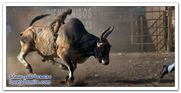 صور مسابقات رعاة البقر