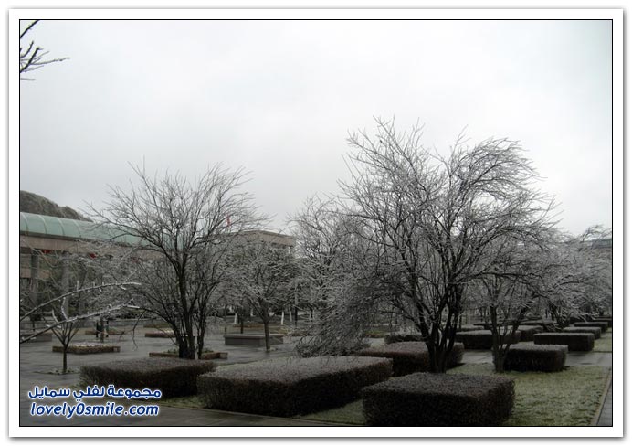 صور الأشجار المجمدة من الثلج