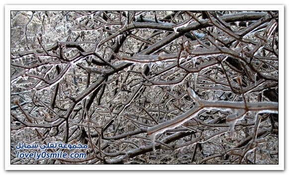 صور الأشجار المجمدة من الثلج