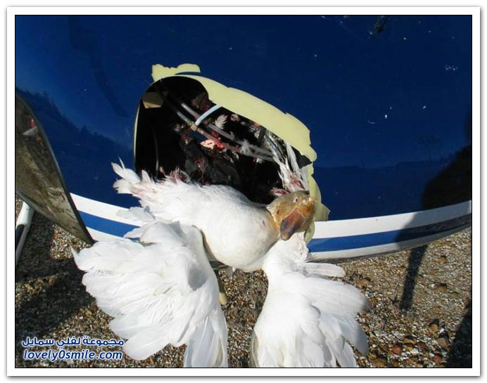صور حوادث طيور مع طائرات