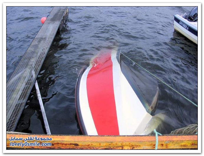 صور سقوط قارب + الفصول الأربعة