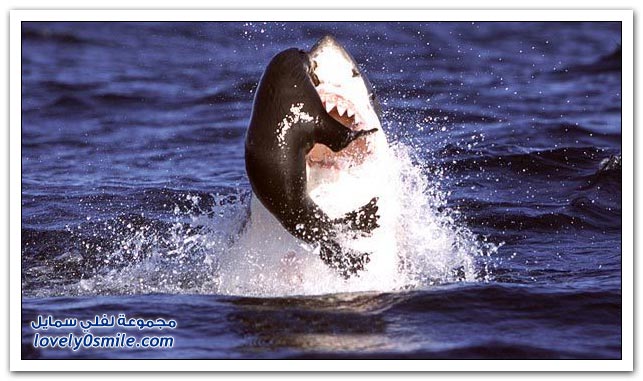 صور قفزة القرش الأبيض الكبير