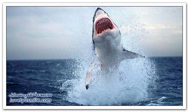 صور قفزة القرش الأبيض الكبير
