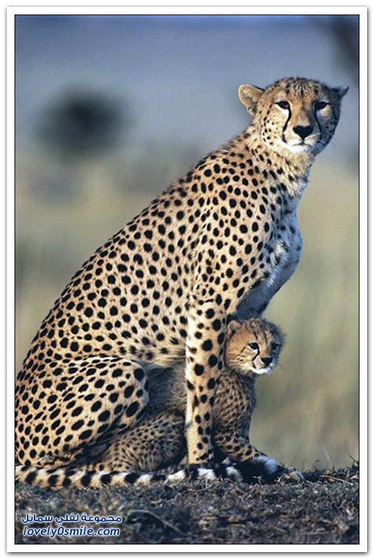 Big-Cats-01.jpg
