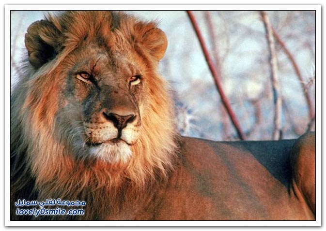 " " Big-Cats-02.jpg