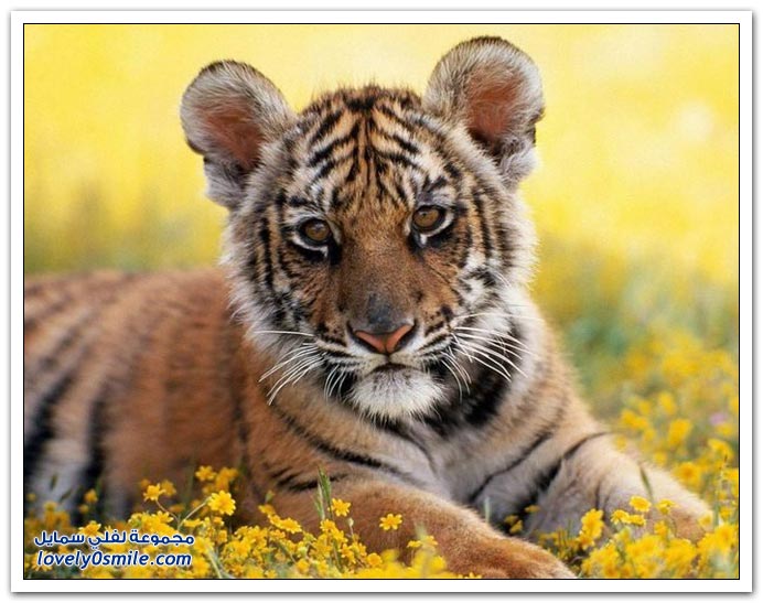 " " Big-Cats-03.jpg