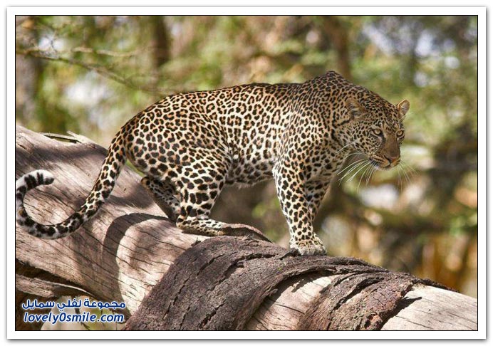 " " Big-Cats-04.jpg