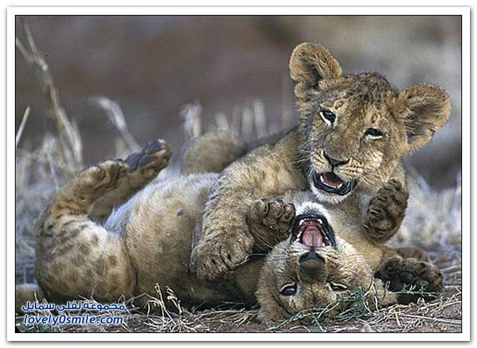 " " Big-Cats-05.jpg