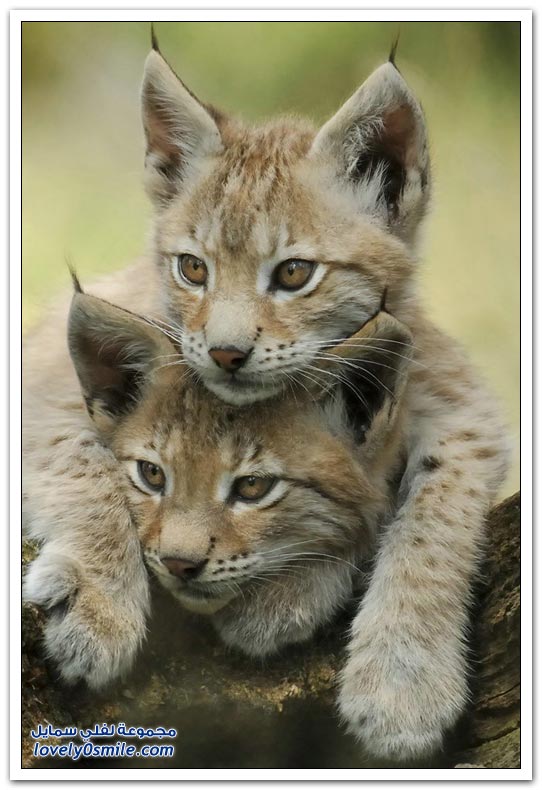 " " Big-Cats-06.jpg