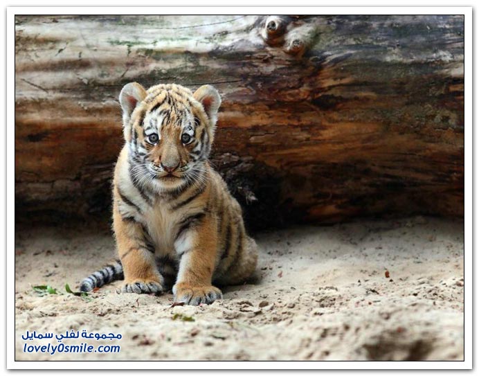 " " Big-Cats-08.jpg