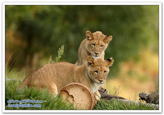 " " Big-Cats-09.jpg