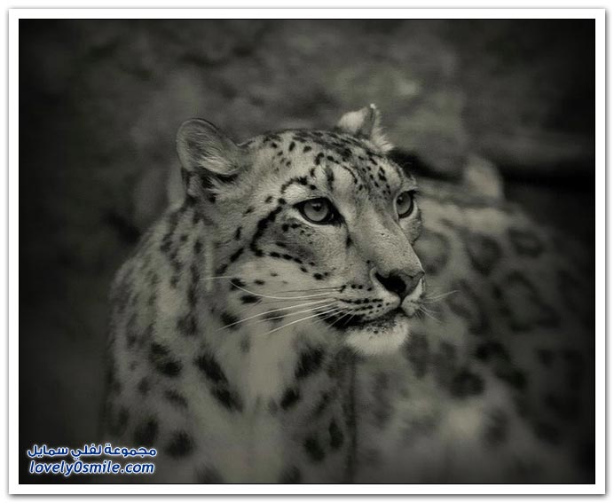 " " Big-Cats-10.jpg