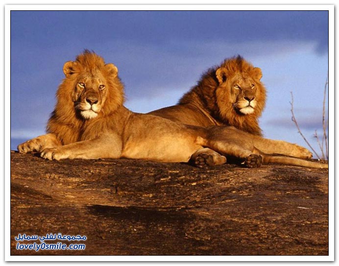 " " Big-Cats-12.jpg