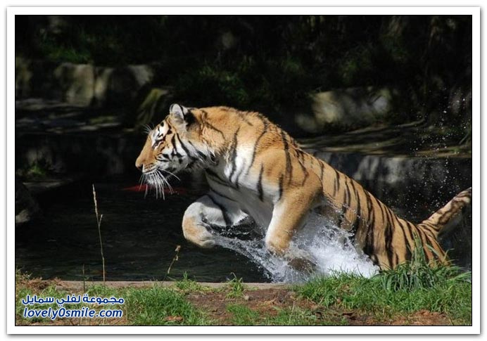 " " Big-Cats-13.jpg