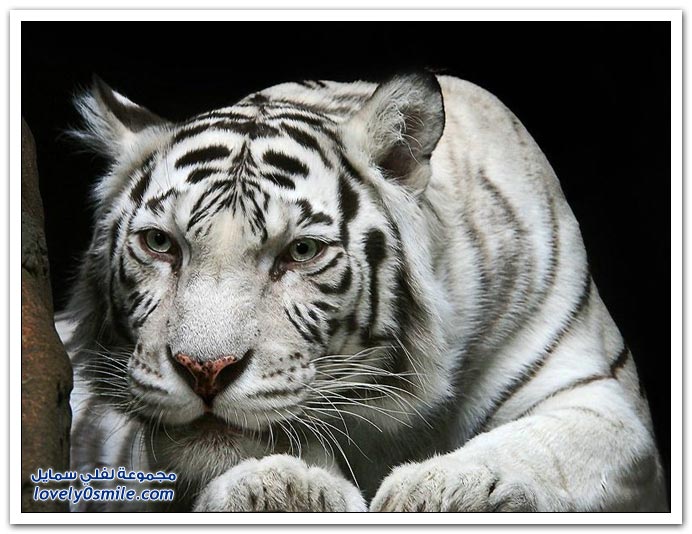 " " Big-Cats-14.jpg