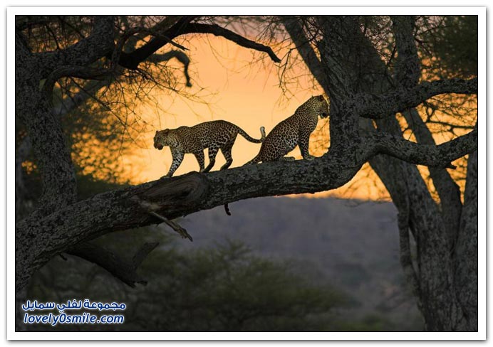 " " Big-Cats-16.jpg
