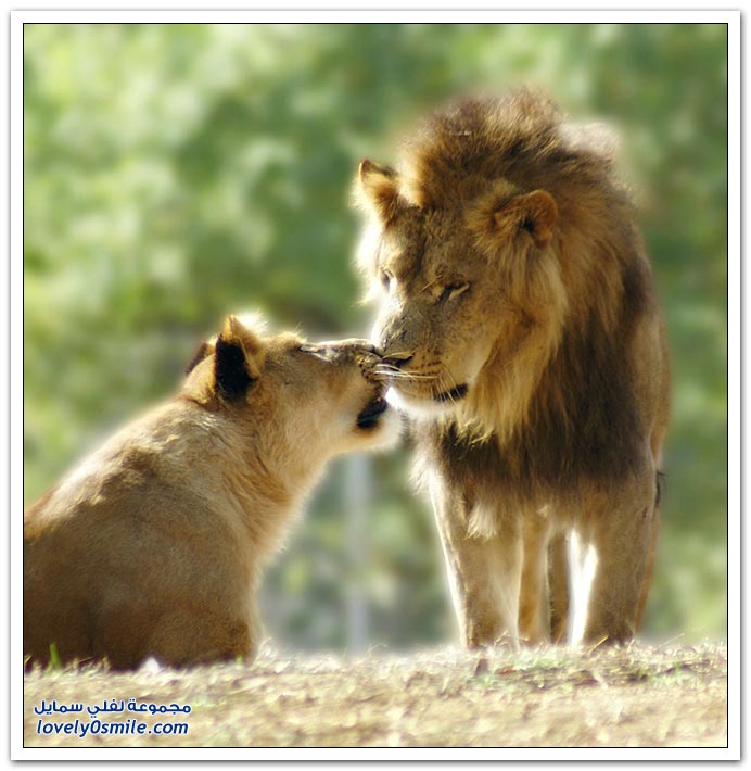 " " Big-Cats-18.jpg