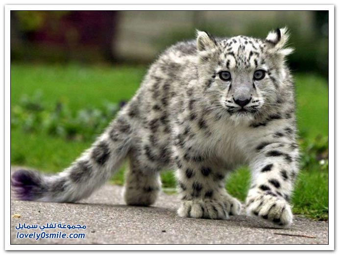 " " Big-Cats-22.jpg