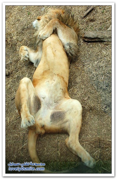 صور من عالم الحيوان: الأسد والفهد والنمر ج3
